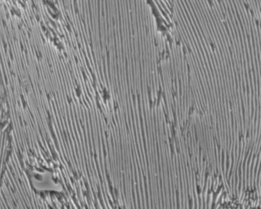 电镜照片-珠光体片层 电镜照片-珠光体片层